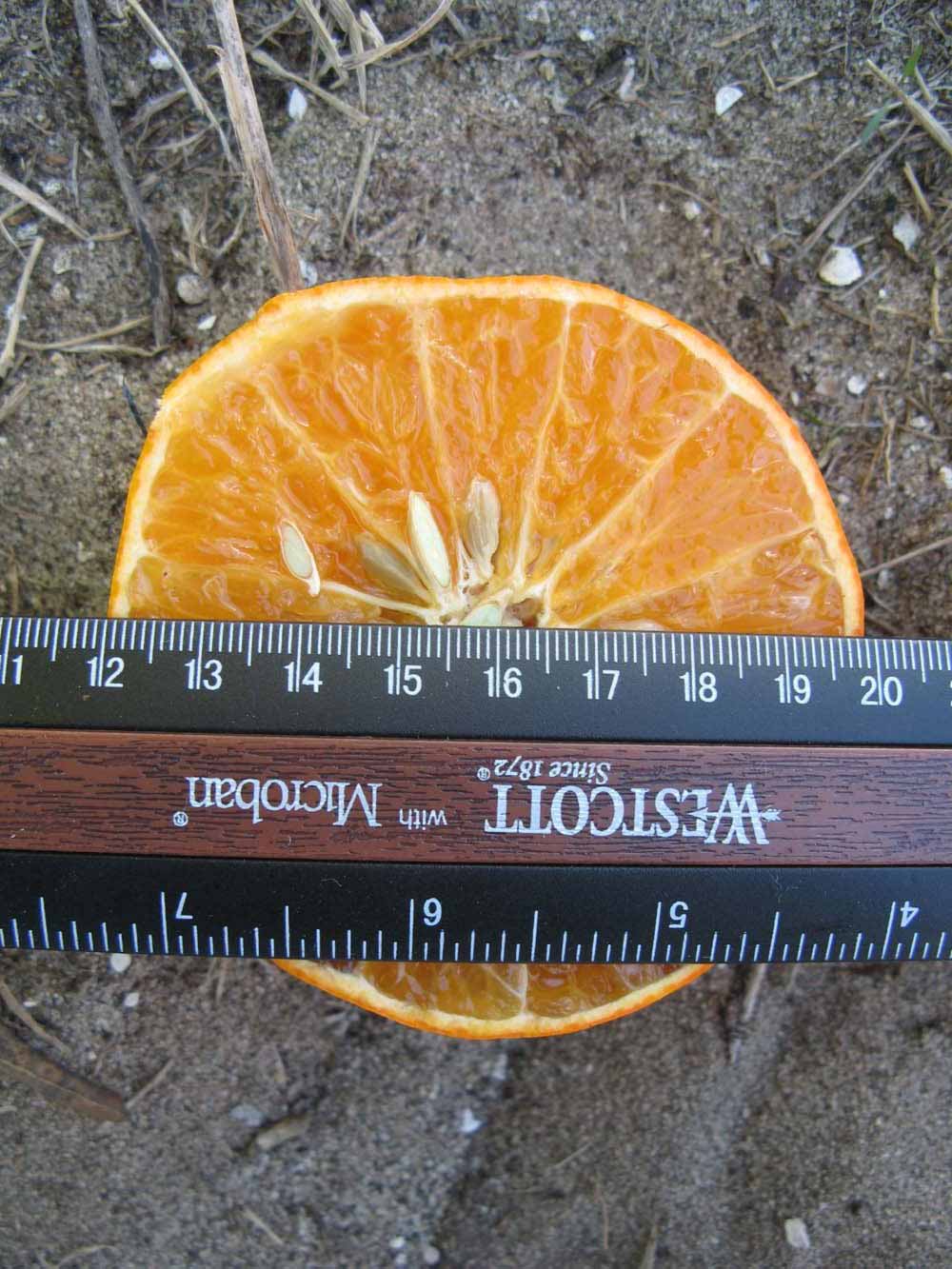              Fruit cross-section (Winter Haven, FL)       